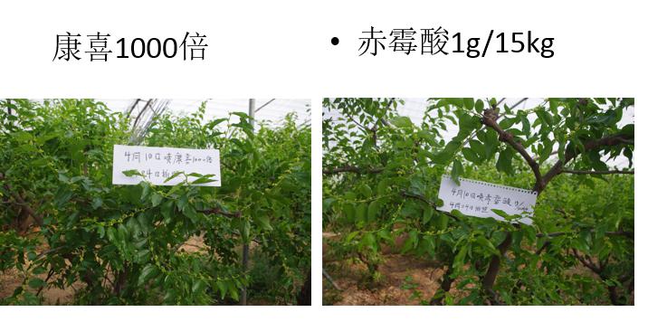 陕西西大华特【枣丰满 之 康喜枣树坐果】