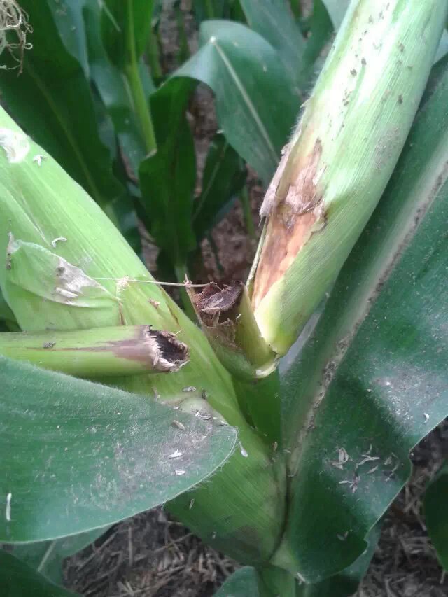 为什么叫玉米症 18944_a1cf1408237302c812b15440cfe5a.jpeg