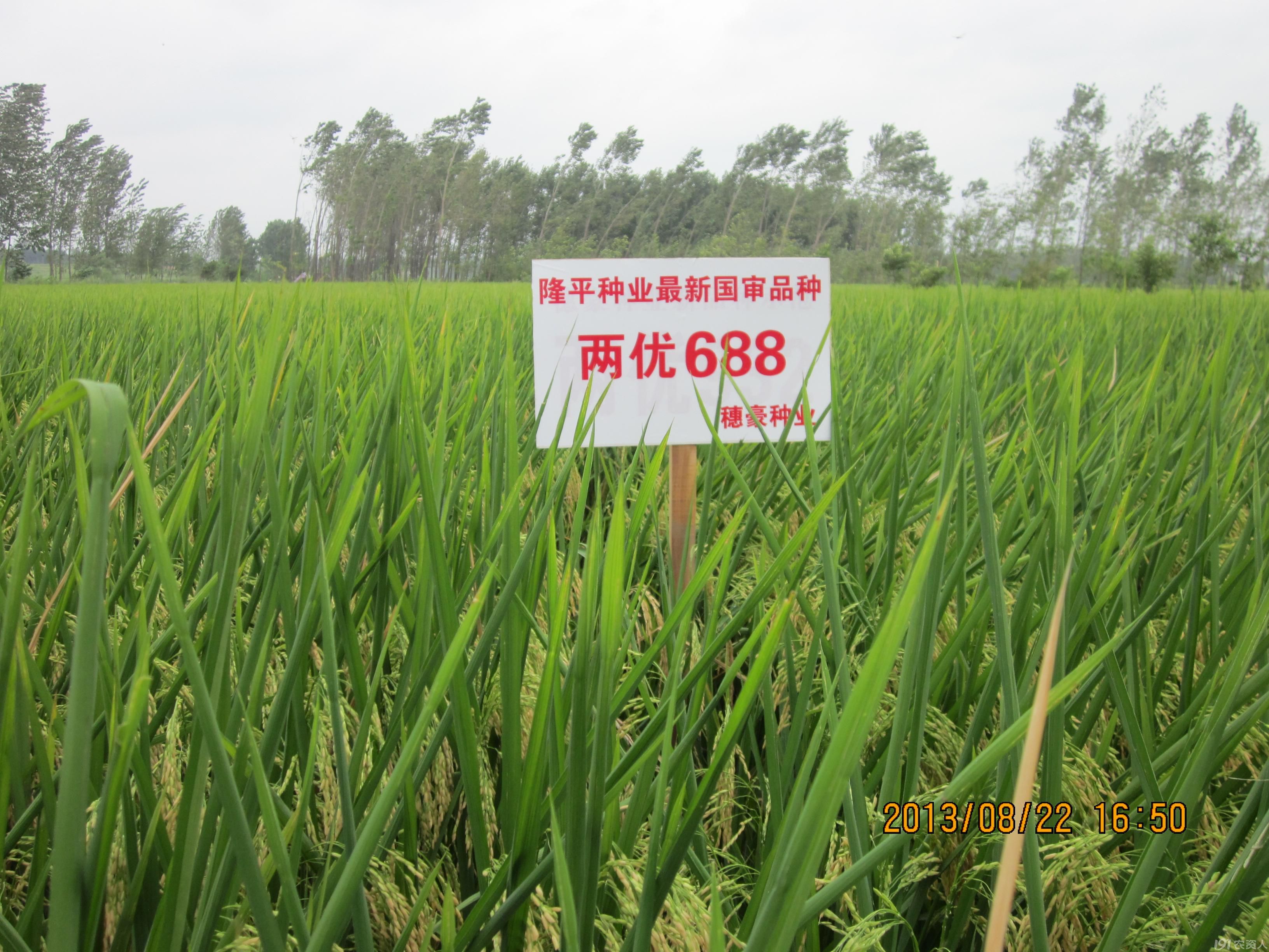 全能稻两优688,震撼登场.