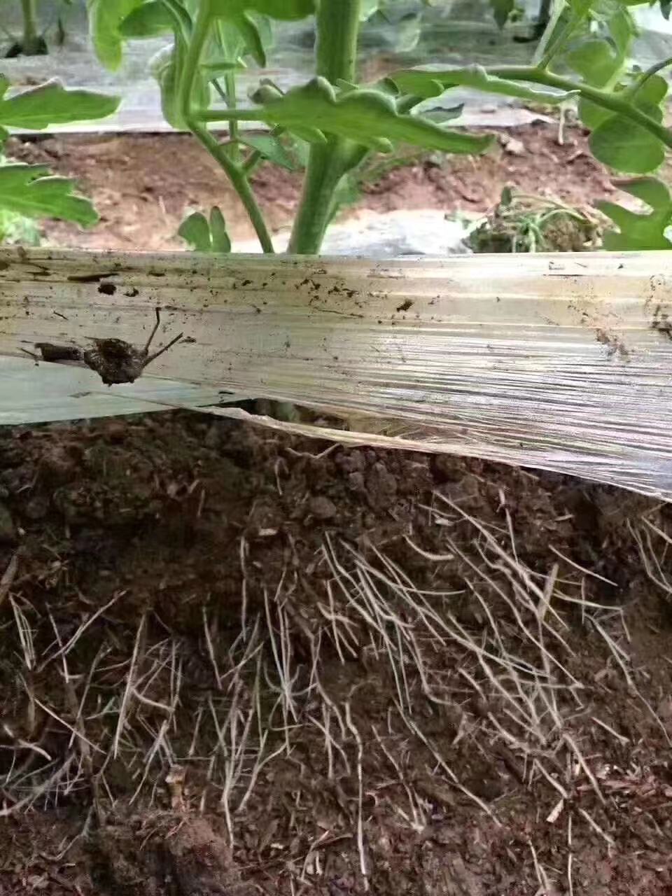 生根就用碧格根倍多,生根最好的水溶肥桶肥