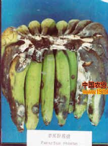 求助香蕉黑疫病冠腐病图片