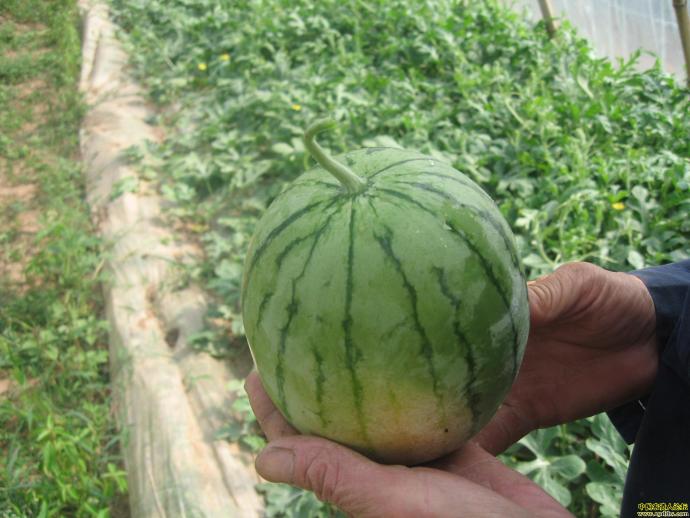 [蔬菜作物]小西瓜品种介绍