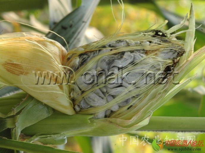 corn smut   异名  玉米黑穗病,玉米瘤黑粉病;俗称玉米灰包,玉米乌霉