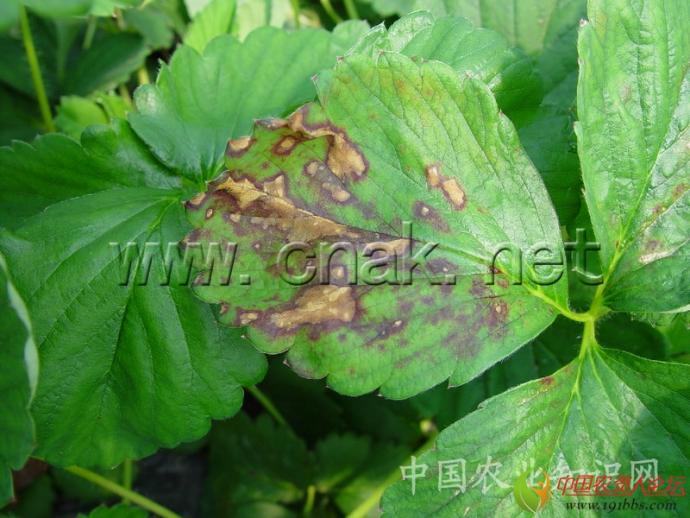 病原 暗拟茎点霉dendrophoma obscurans(ell.et ev.