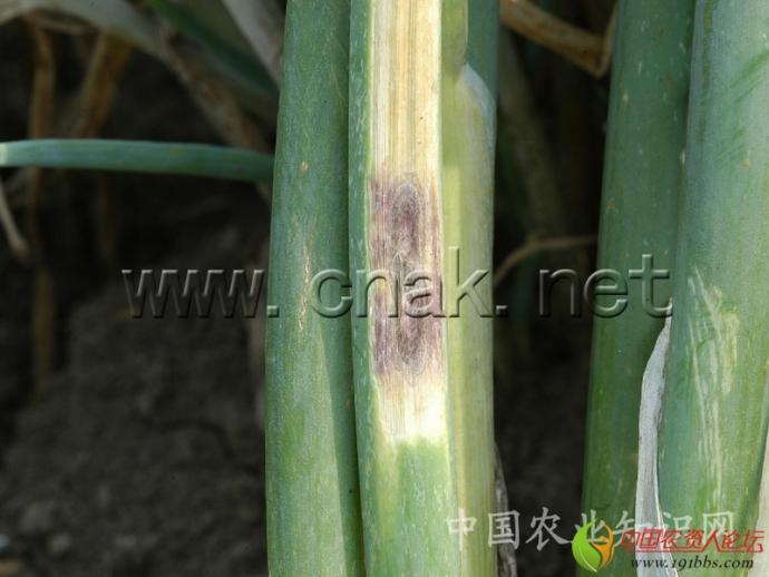 英文名  onion alternaria leaf spot   异名  葱黑斑病.