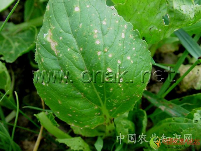 白菜类蔬菜病害大全(高清)
