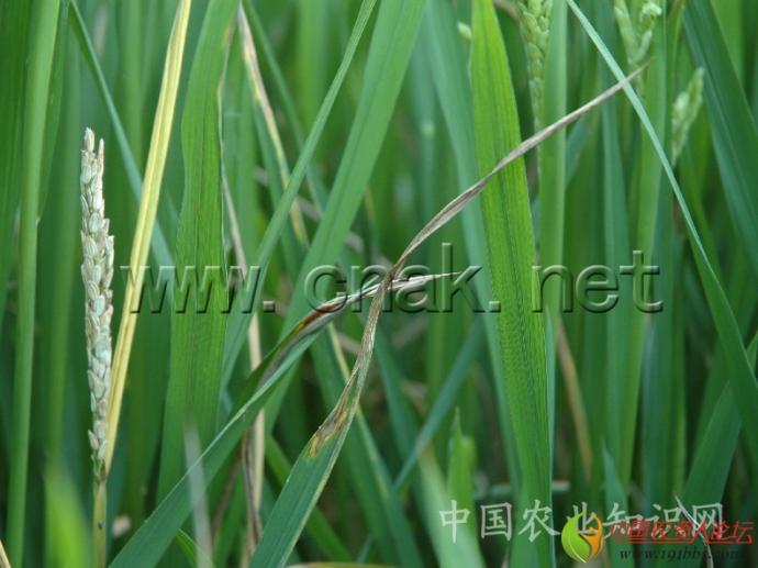 水稻高清图