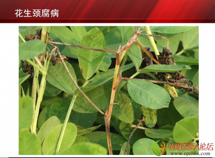 花生病害诊断与防治-京阜农业科技培训系列二