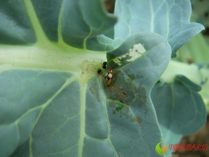 大家快来帮我鉴定西兰花小虫子