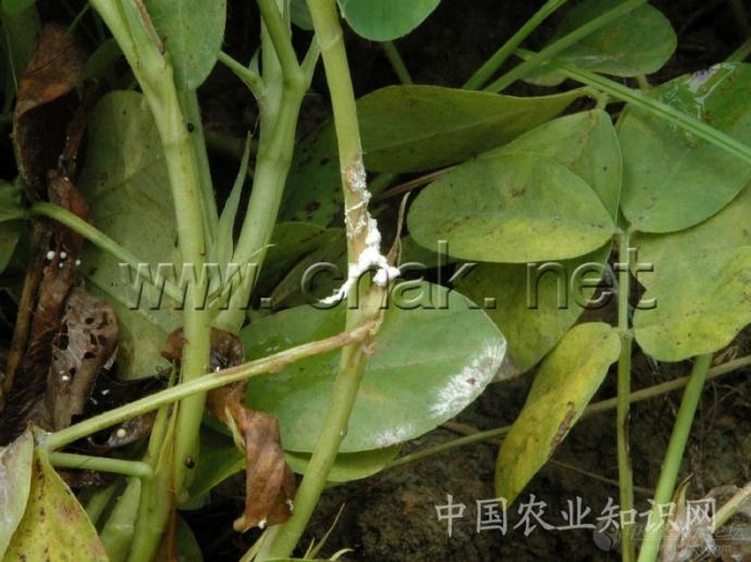 花生病害大全 (高清)