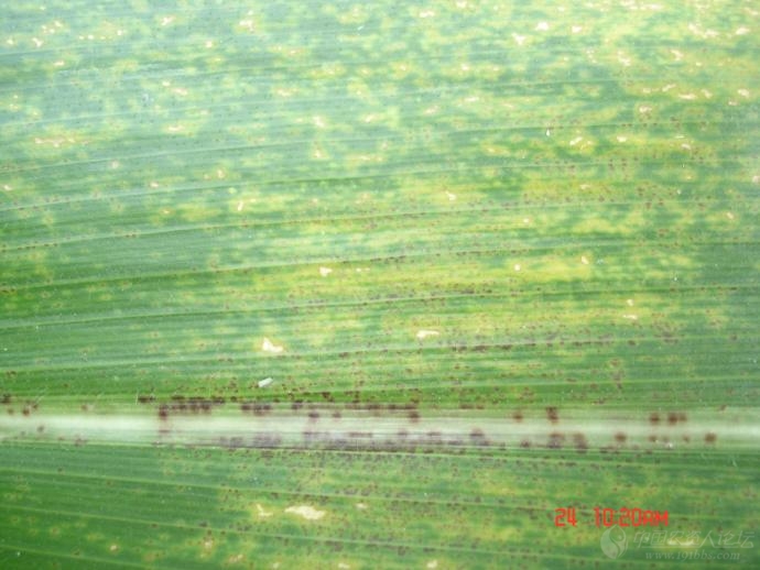 玉米弯孢霉叶斑病图片
