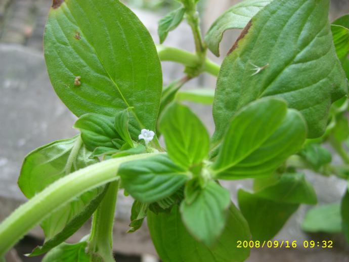 请问张老师:新恶性杂草阔叶丰花草用哪种除草剂好