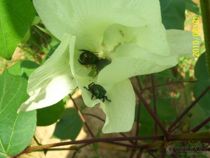 近期危害棉花的害虫(高清图)