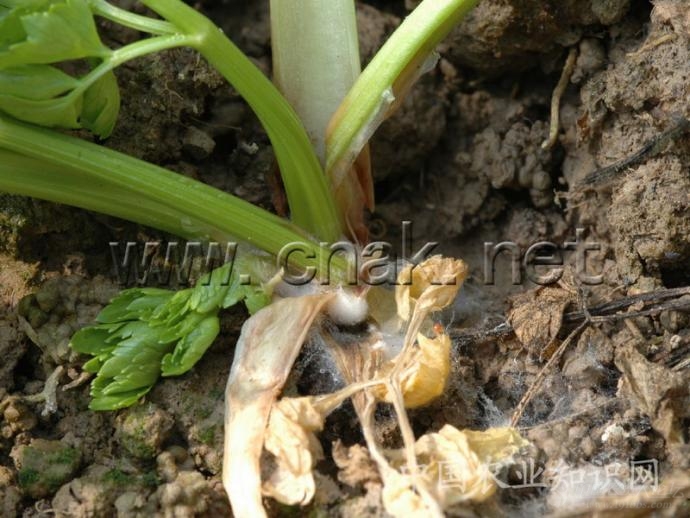 芹菜病害大全 高清详解_植保技术_191农资人 农技社区服务平台