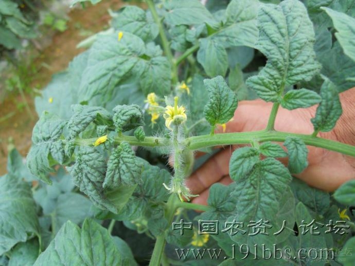 番茄三唑类药害图