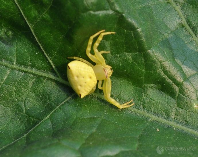 植物的朋友 害虫的天敌—三突花蜘蛛高清图_病虫草图_191农资人