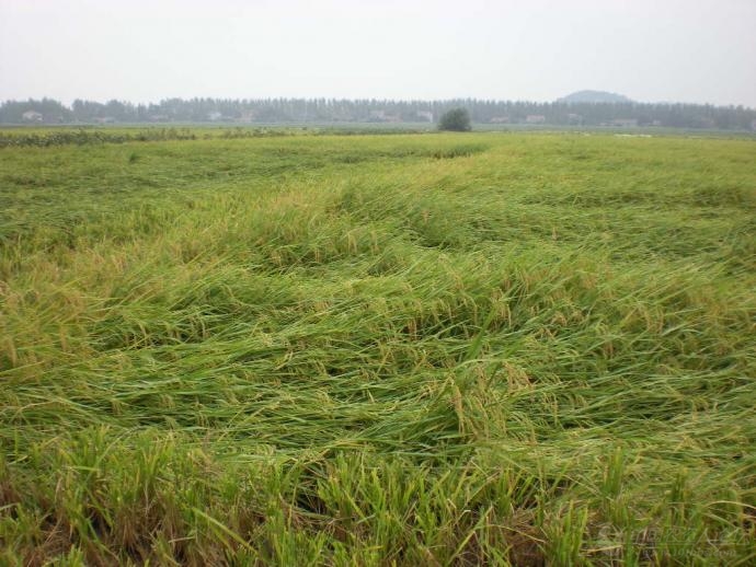 湘北"寒露风"损失惨重