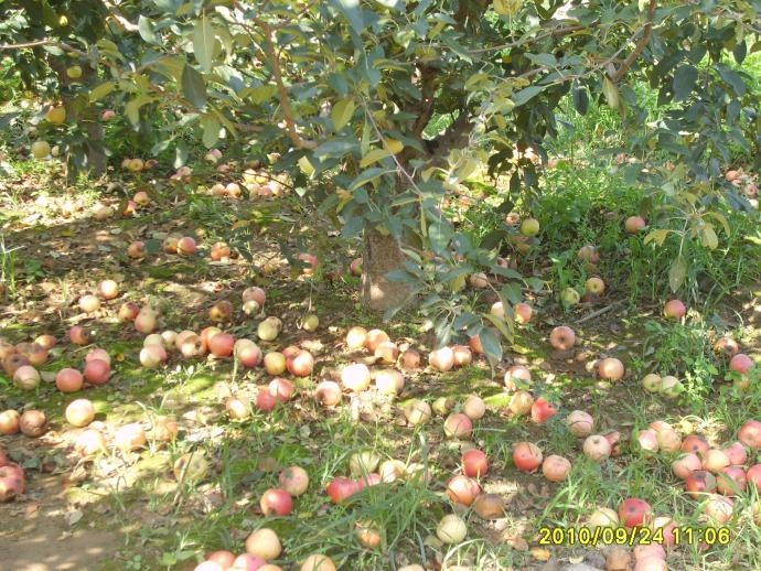 苹果早熟品种落果现象原因分析