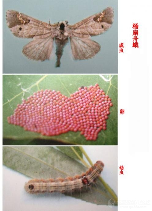 昆虫识别图谱(附图)