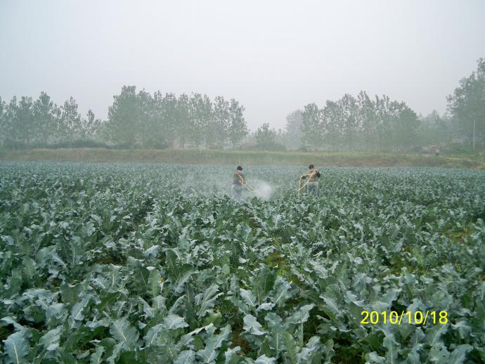 西兰花黑腐病症状图