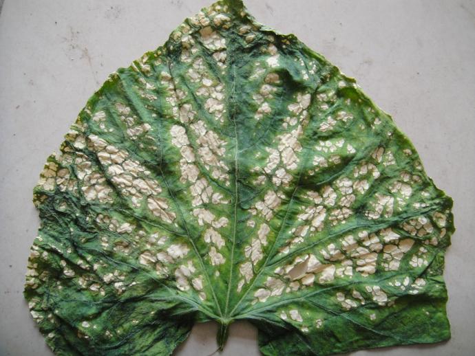 黄瓜上发现的,帮忙看下是要害还是生理的或病害 有图