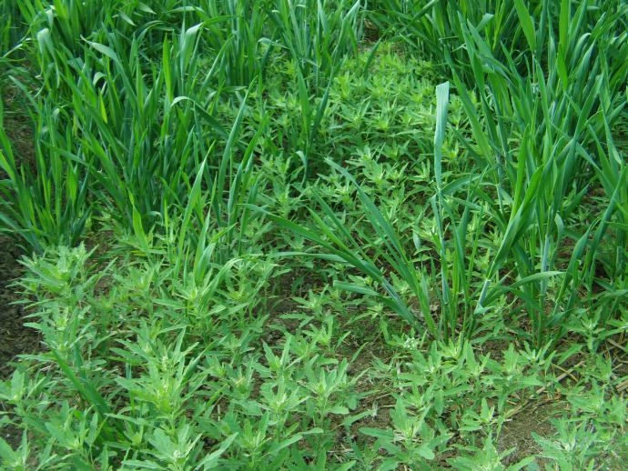 小麦田除草选准除草剂施药效果好