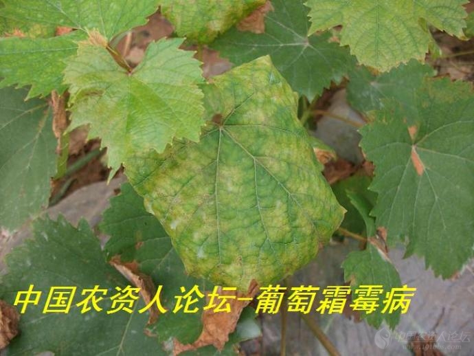 原创高清葡萄霜霉病图片