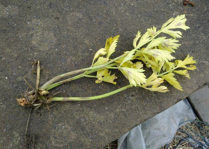 芹菜请教芹菜病害