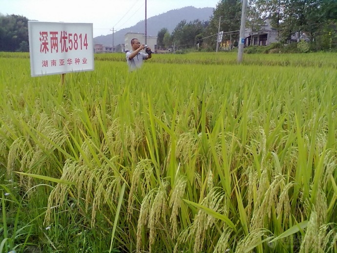 哇,丰收的深两优5814
