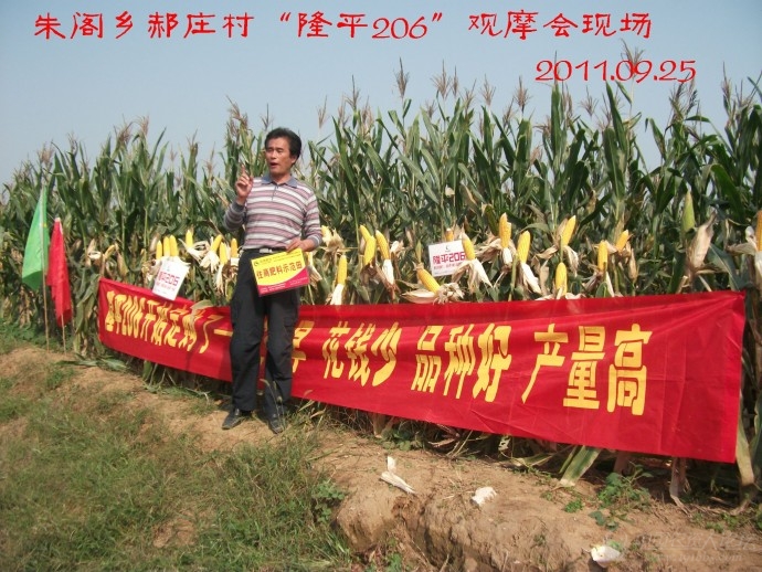 【2012*玉米种大评选】隆平高科种业公司的"隆平206"