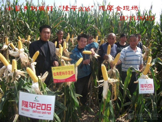 【2012*玉米种大评选】隆平高科种业公司的"隆平206"