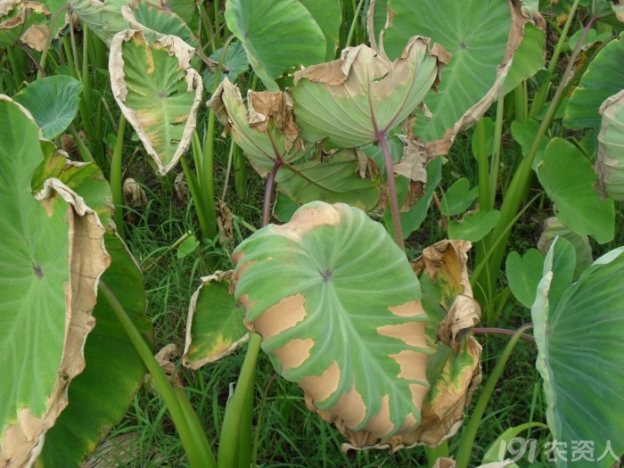 芋各位老师看一下这是芋头什么病