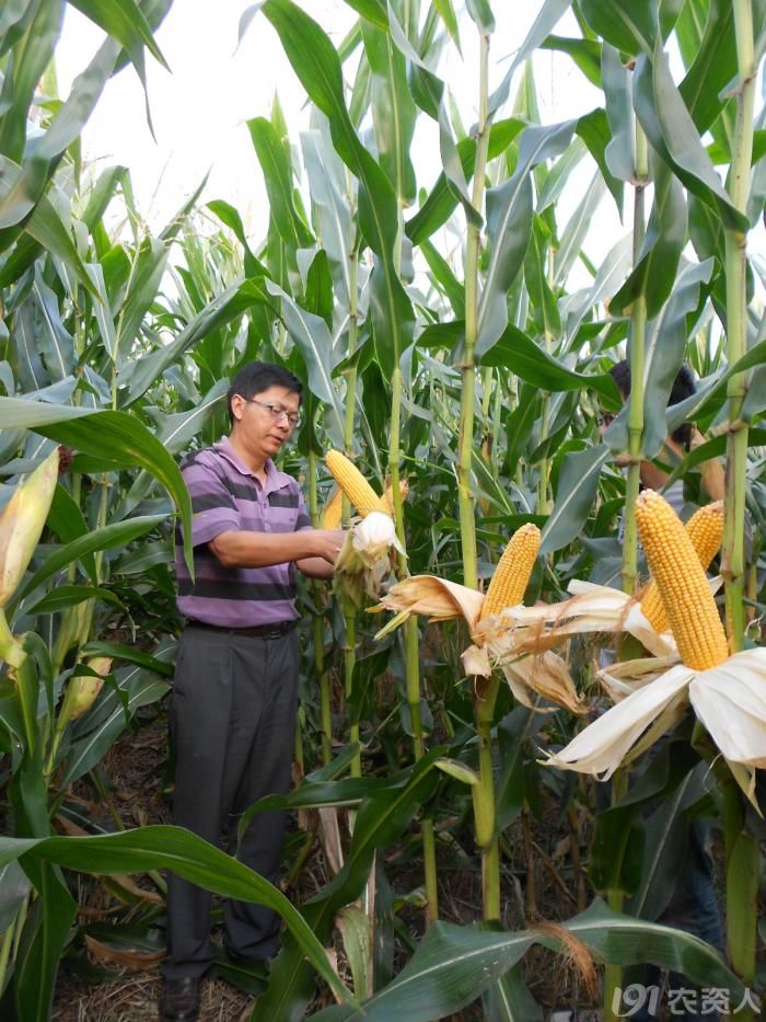 玉米新品种ef4546各地表现,用事实说话.--湖北省种子集团有限公司