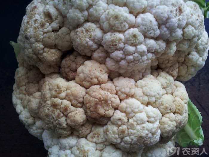 243_69970_46144d18945e1b4.jpg?1952