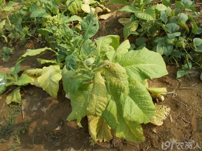 63_140670_73121aad74f92dc.jpg?715