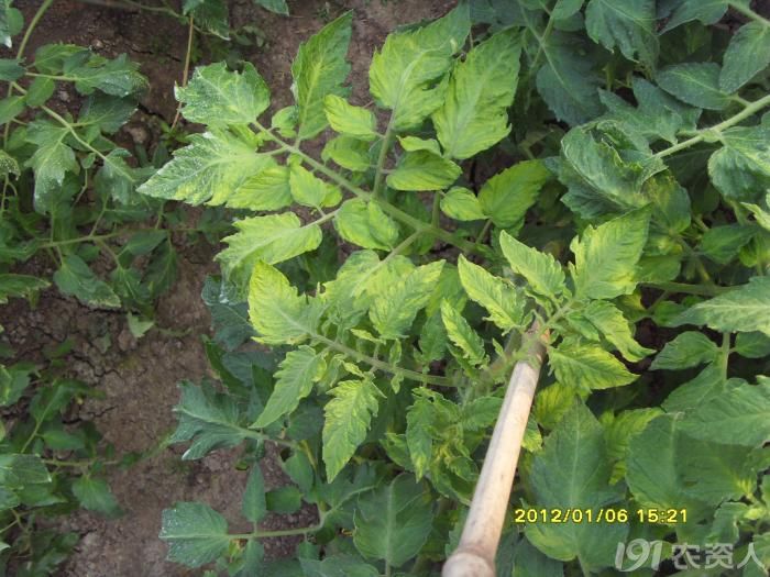 番茄缺铁叶片症状(应该是缺铁)
