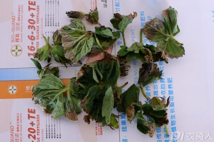 娃哈哈随拍典型草莓缺钙症状