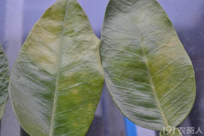 248_152198_10be34c4fe7cefc.jpg?1474