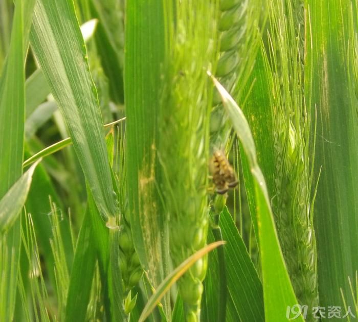 光辉岁月小麦虫