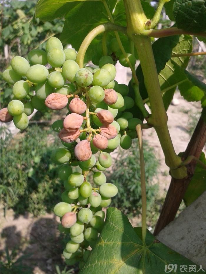 请问为什么火星文要叫火星文,而不是水星文,金