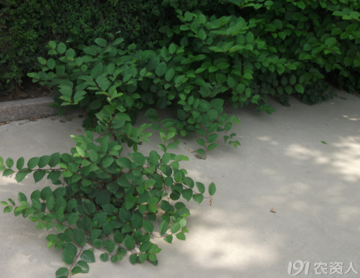 63_66672_2ac5309f68327df.png?727