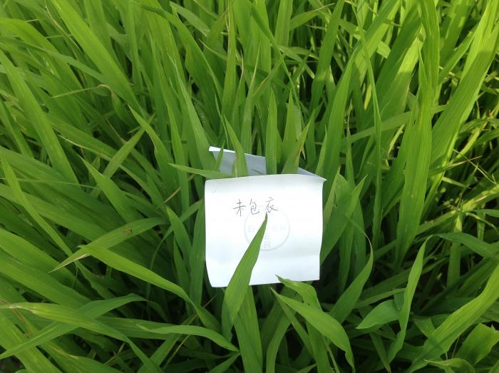 用拜耳农药,收更多水稻之水稻包高巧:精心呵护