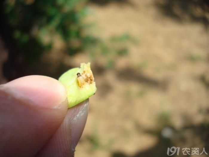 原创苹果上梨小食心虫和棉铃虫危害的不同