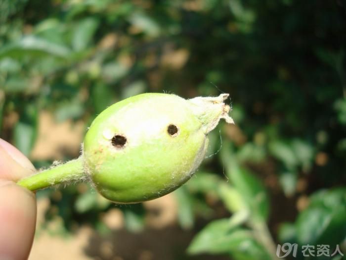 原创苹果上梨小食心虫和棉铃虫危害的不同