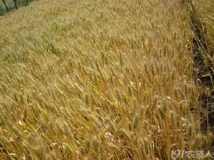 超级小麦-扬麦 安徽金山都种业有限公司