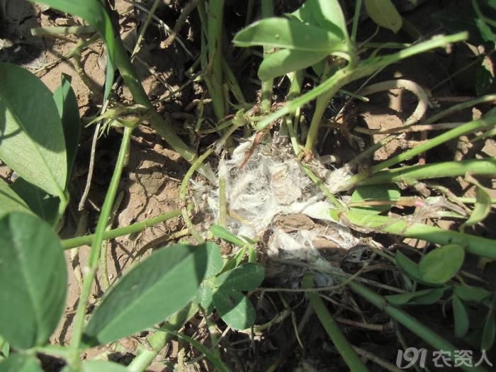 问题求解淮阳花生白绢病田间走访