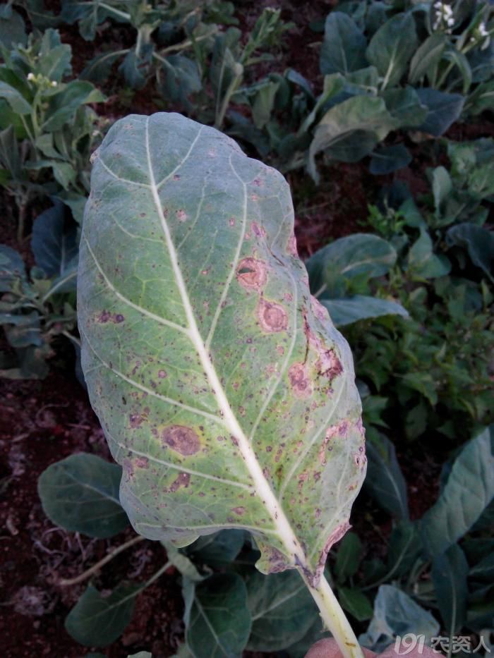 243_158098_2adbf7a677a695d.jpg?626