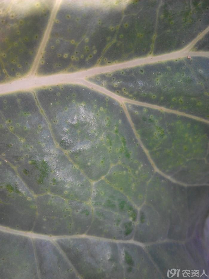 243_158098_33ab8840f93984a.jpg?588