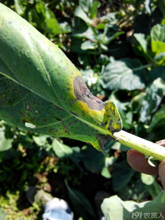 243_158098_51c2323a4f224f4.jpg?600