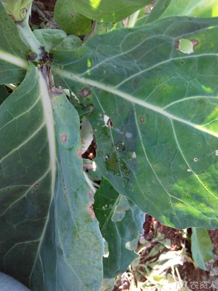 243_158098_842049ed7ff644f.jpg?686